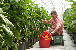 Evaluating the Pepper Trial
