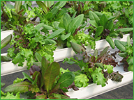 Hydroponic Lettuce Trays