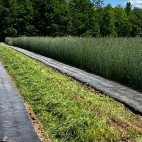 How to grow grains and grasses