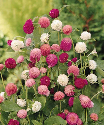 Gomphrena blooms, a useful cut-flower crop for dried flower arrangements, wreaths, and other crafts.