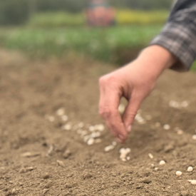 Cover Crop Planting For Home Gardens & Raised Beds