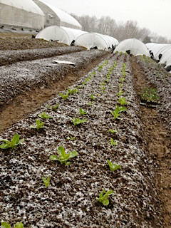 Greens for production under low tunnels