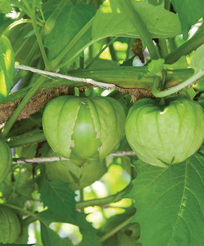 A pair of tomatillo fruits emerging from their husks on the vine, supported by string trellising.