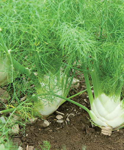 A planting of fennel grown from pelleted seed, for ease of handling and a uniform planting.