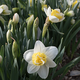How to Grow Narcissus (Daffodils)