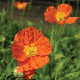 How to Grow Iceland Poppies