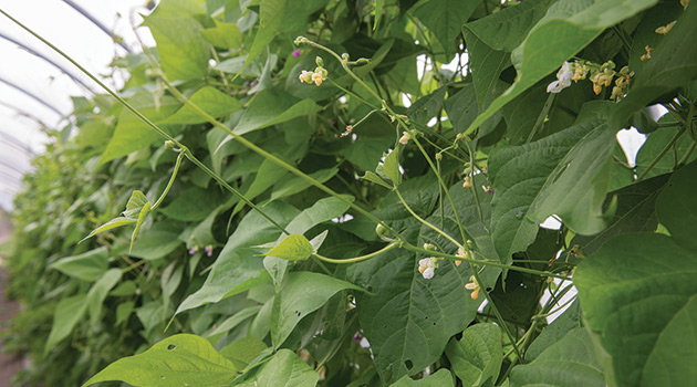 Pole Beans Vining on the Trellis