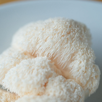 How to grow Lions Mane mushrooms from sawdust spawn