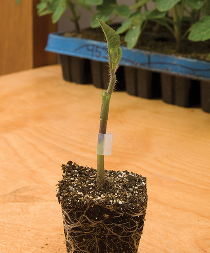 Rootstock tomatoes; this image depicts a scion variety grafted onto the rootstock and held in place by a grafting clip.