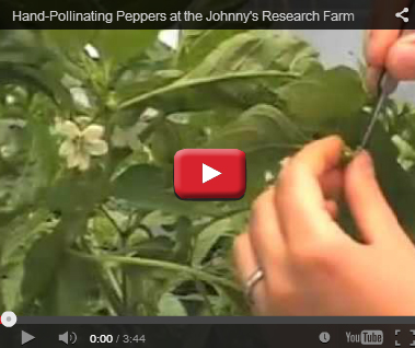 Pollinating Peppers