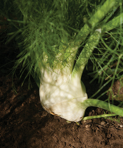 With its crisp, white, and flavorful layers, this large, thick, rounded fennel bulb is ready to harvest.