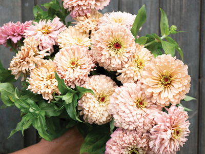 Ballerina Zinnia