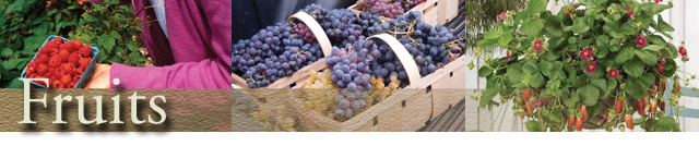 Learn the basics of grape trellising