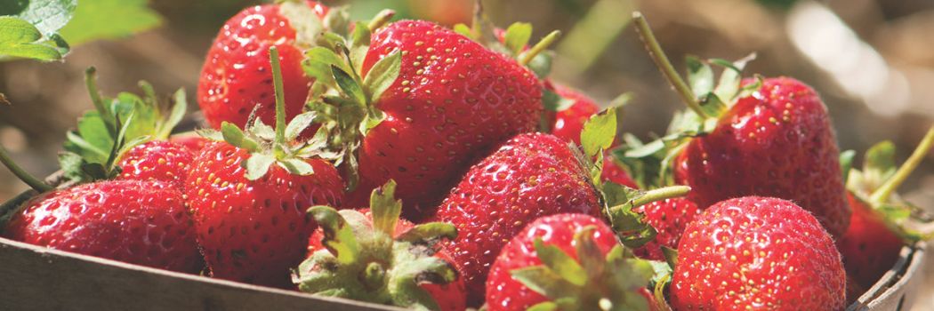 Grow fruit under cover for better yield and quality.