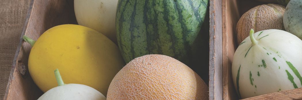 Melon Growing Basics