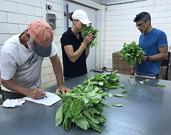 Post-harvest evaluation of Prospera basil