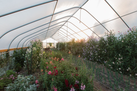 multiple flower crops per high tunnel row at Crowley House