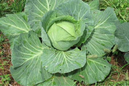 cabbage growing in a no-till bed