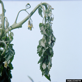 Bacterial wilt on tomato