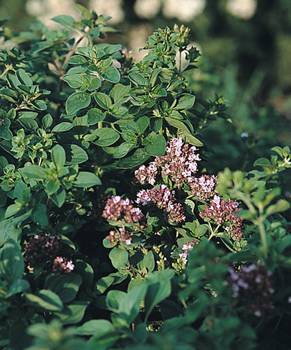 Wild marjoram, a half-hardy annual that prefers slightly dry soil and strong sunlight; seeds are slow to germinate.