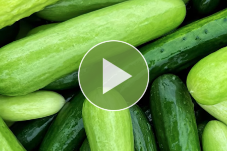 video thumbnail - limelight cucumbers