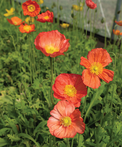 'Champagne Bubbles' pink Iceland poppy (Papaver nudicaule) in bloom at Johnny's research farm.