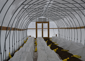 Interior of our Gothic high tunnel