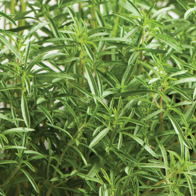 How to Grow Summer Savory