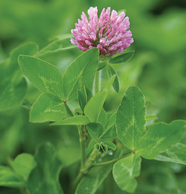 Green Manure