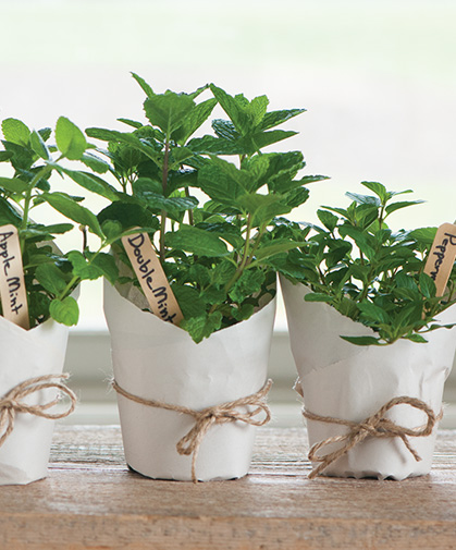 Three fragrant types of mint, produced from organic herb plugs.
