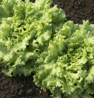 Muir Head Lettuce