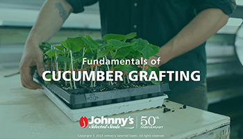 Fundamentals of Cucumber Grafting Webinar Recap/Slideshow • 25-pp PDF