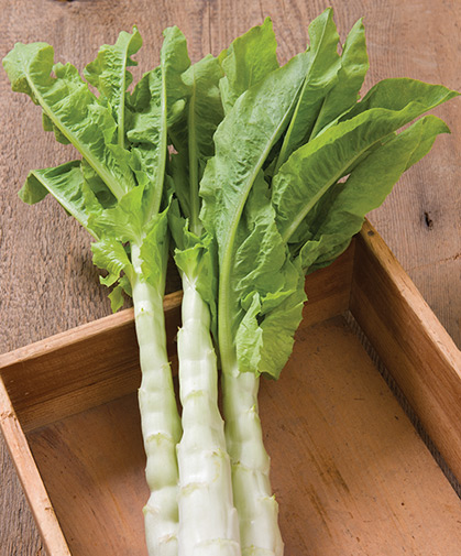 Freshly harvested celtuce stalks, also known as stem lettuce, a cool-season, early-maturing crop with good cold tolerance.