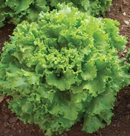 Starfighter Green Leaf Lettuce