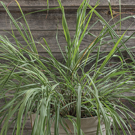 How to Grow East Indian Lemon Grass from Seed