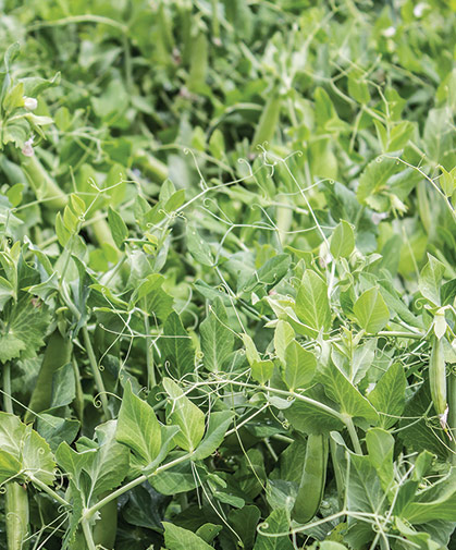 A patch of garden peas, showing developing vines, tendrils, and pods.