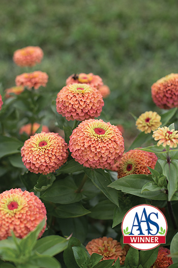 The juxtaposition of colors makes 'Queen Lime Orange' flowers pop.