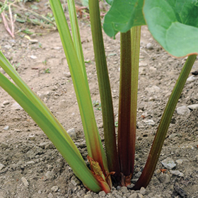 How to Grow Rhubarb