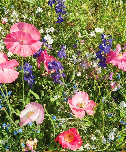 The Shade Mix, brightening shaded areas and woodland edges with over a dozen species of shade-tolerant flowers.