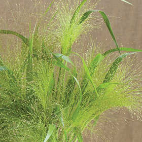 How to Grow Frosted Explosion Ornamental Grass