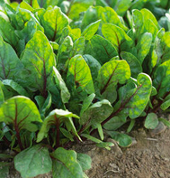 Red Tabby Spinach Seeds