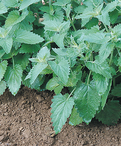 The aromatic leaves of catnip are fairly irresistable to felines, and are also useful for their insect-repellent properties.
