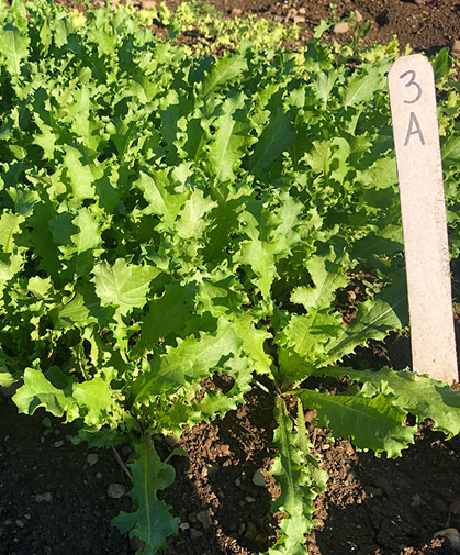 A planting of baby leaf chicory 'Clodia,' an endive type, in our field trials.