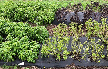 Side-by-side comparison of varieties in Johnny's basil downy mildew resistance trials