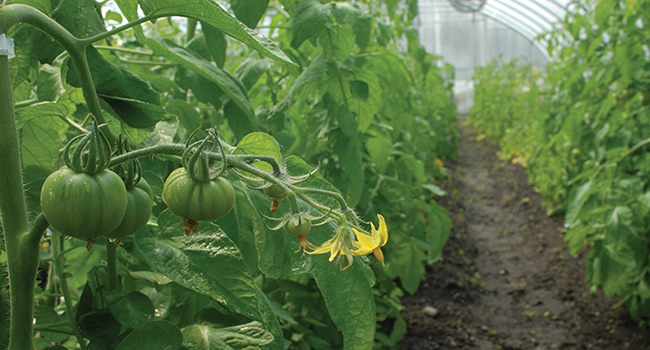 High tunnel tomatoes on the truss