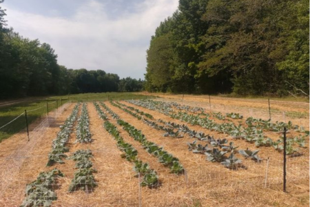 no-till brassicas plot