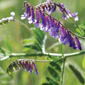 How to Grow Legumes