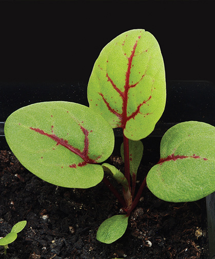 A bicolored variety of sorrel, appreciated for its fresh, tangy flavor and arrow-shaped leaves.