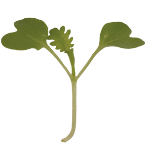 Wasabina mustard microgreen