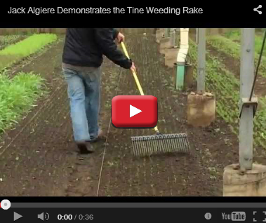 Jack Algiere - Tine Weeding Rake Jack Algiere - 21-inch Tine Weeding Rake